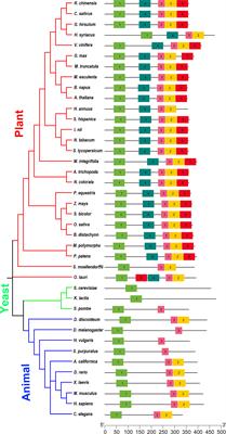 AtELP4 a subunit of the Elongator complex in Arabidopsis, mediates cell proliferation and dorsoventral polarity during leaf morphogenesis